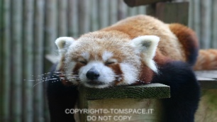 red_panda_by_bitspike.jpg