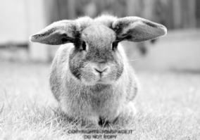 running_rabbit_by_bartoszwozniak-d3ej7hn.jpg