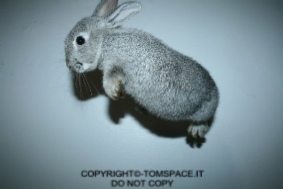 the_flying_rabbit_by_ploc.jpg