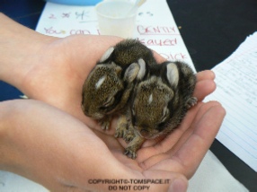 baby_bunny_stock_6_by_carlyndra-d2e6exb.jpg